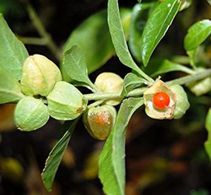 OMOM Ashwagandha Seed  (101 per packet)