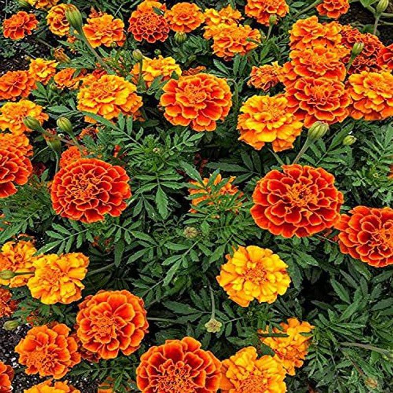 MKR Enterprises Marigold Seed  (200 per packet)