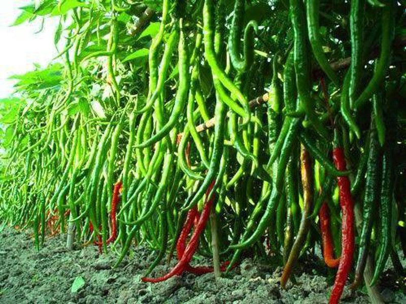 Arlo Green Chilli F1 Jwala Seed  (80 per packet)