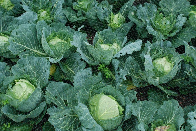 Paudha Cabbage F1 Seed  (50 per packet)