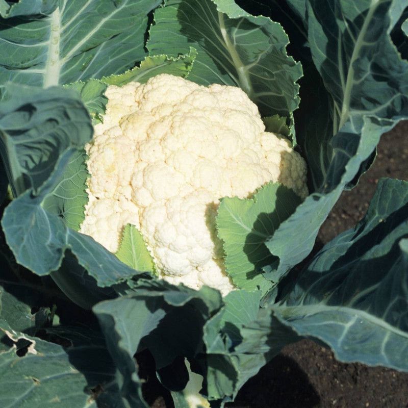 ANDOR Cauliflower- Early Jesi Seed  (100 per packet)