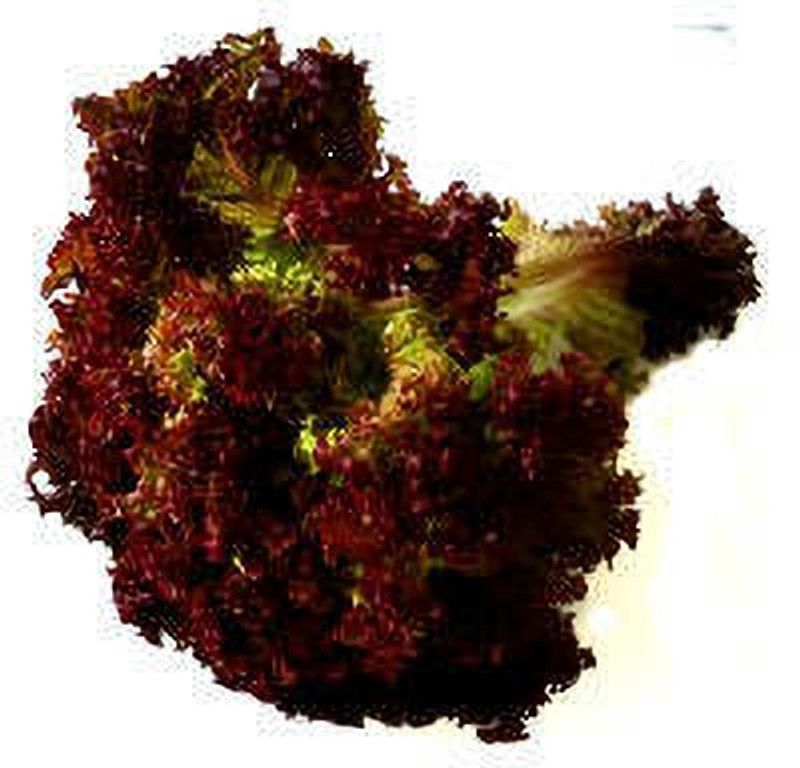 XOLDA Organic red lettuce Seed  (23 per packet)