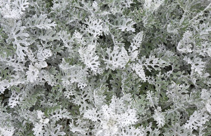 Nodoc Cineraria maritima silver dust Seed  (25 per packet)
