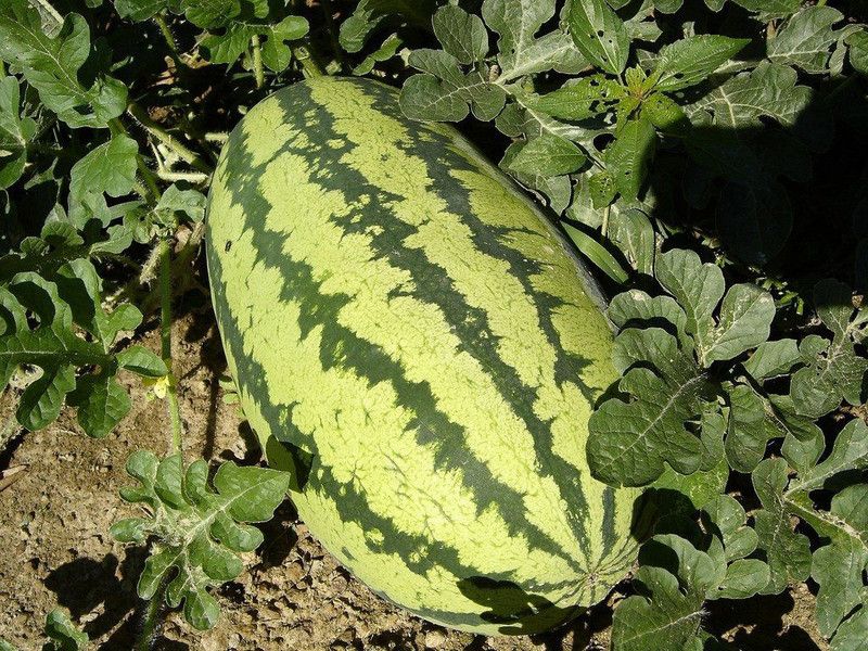 XOLDA Hybrid Watermelon Seed  (72 per packet)