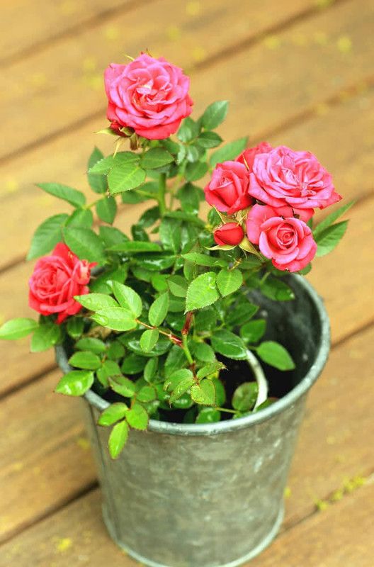 FasanGreen Rose Plant  (Hybrid, Pack of 1)