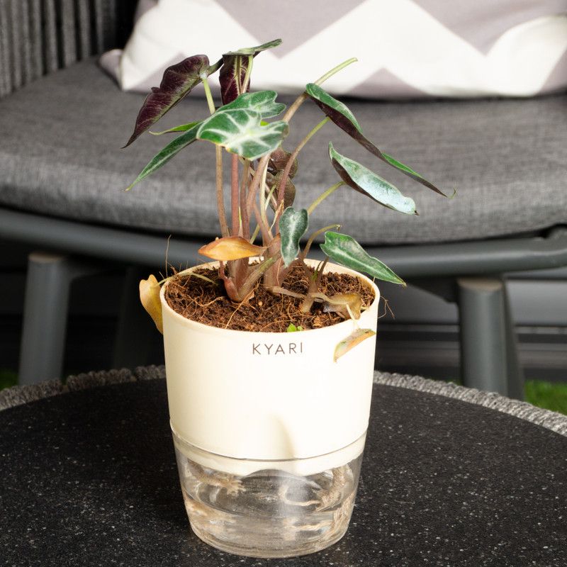 Kyari Alocasia Plant  (Pack of 1)