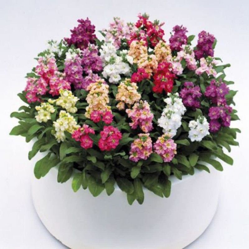 KANAYA Stock Flower Seed  (36 per packet)