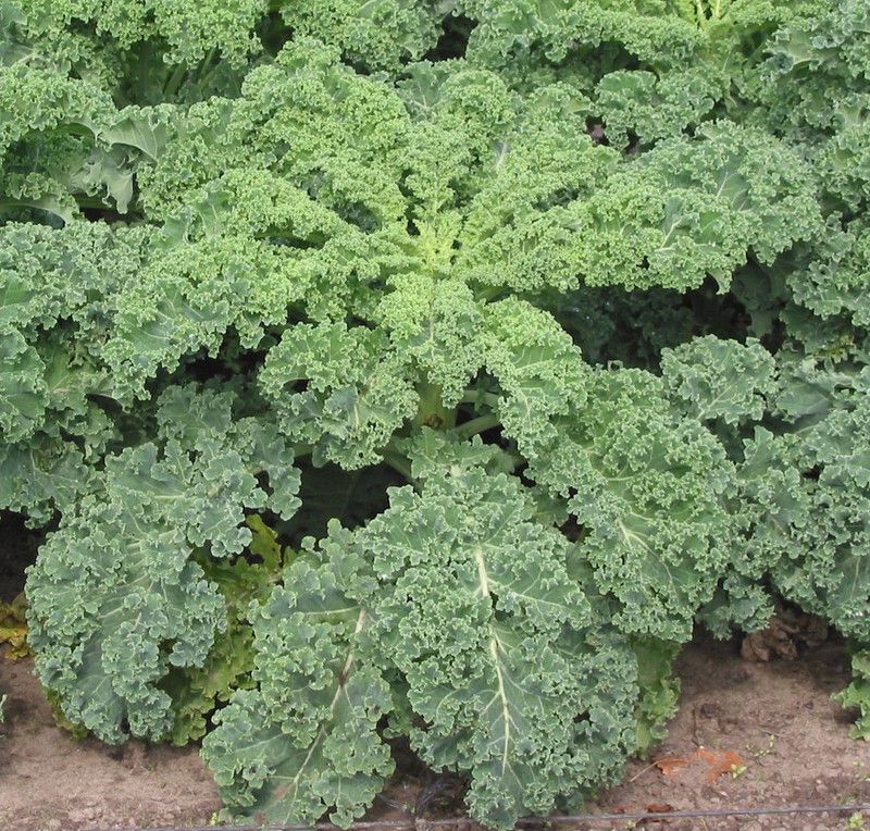 Paudha Kale Green Seed  (11 per packet)