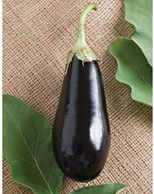 WILLVINE PAU-897 Organic (F1) Brinjal Seeds Seed  (200 per packet)
