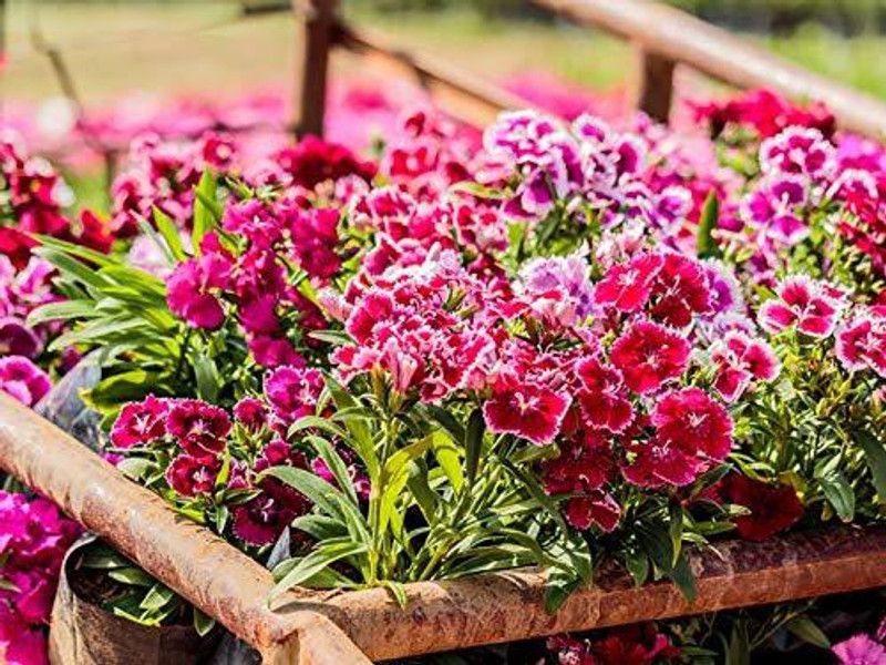 CYBEXIS Flower Seeds |Dianthus Mixed Color | F1 Hybrid Flower Seed  (50 per packet)