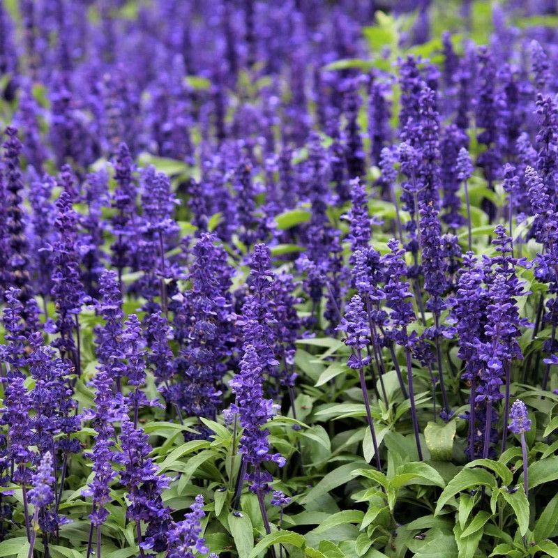 CYBEXIS Seeds Salvia Horminum Blue Monday Garden Flower Seeds Seed  (50 per packet)