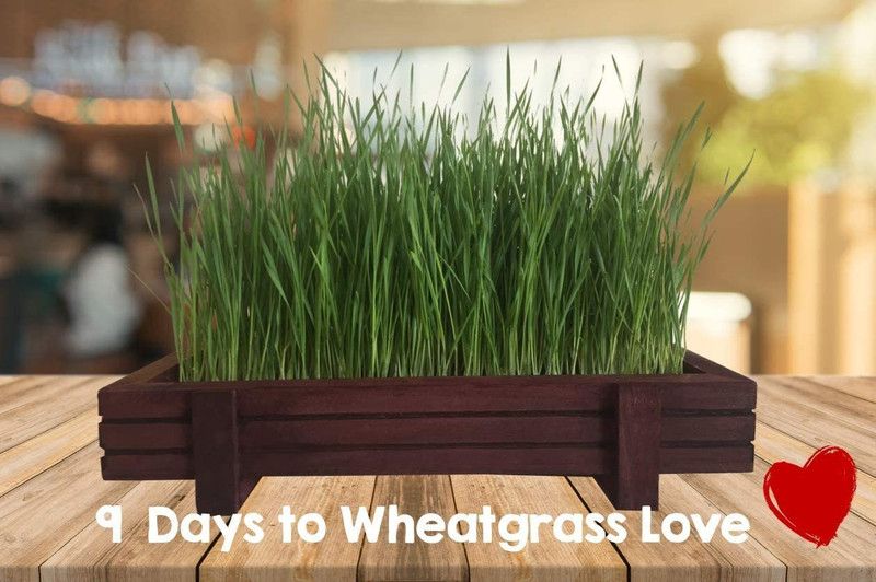 WILLVINE XL-12 Cat Grass Seed Mix Seed  (2000 per packet)