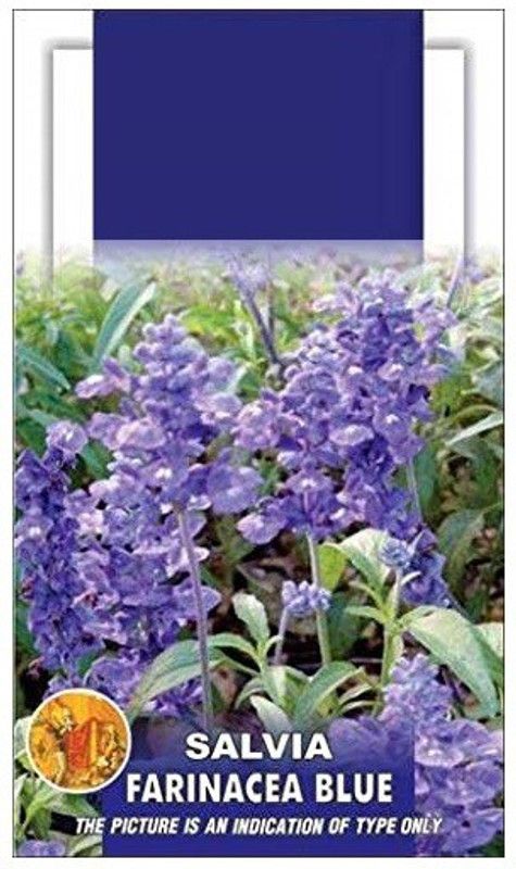 CYBEXIS Salvia Fireball Flower Seeds Seed  (1 g)
