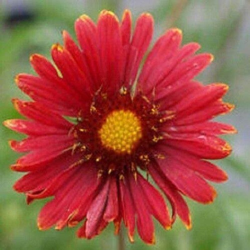 CYBEXIS Gaillardia - Burgundy Seeds - High Germination Seed  (1 g)