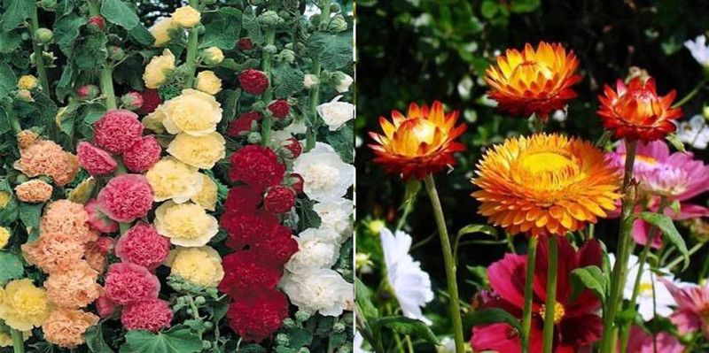dreamseawaves Dianthus & Helichrysum Seed  (20 per packet)