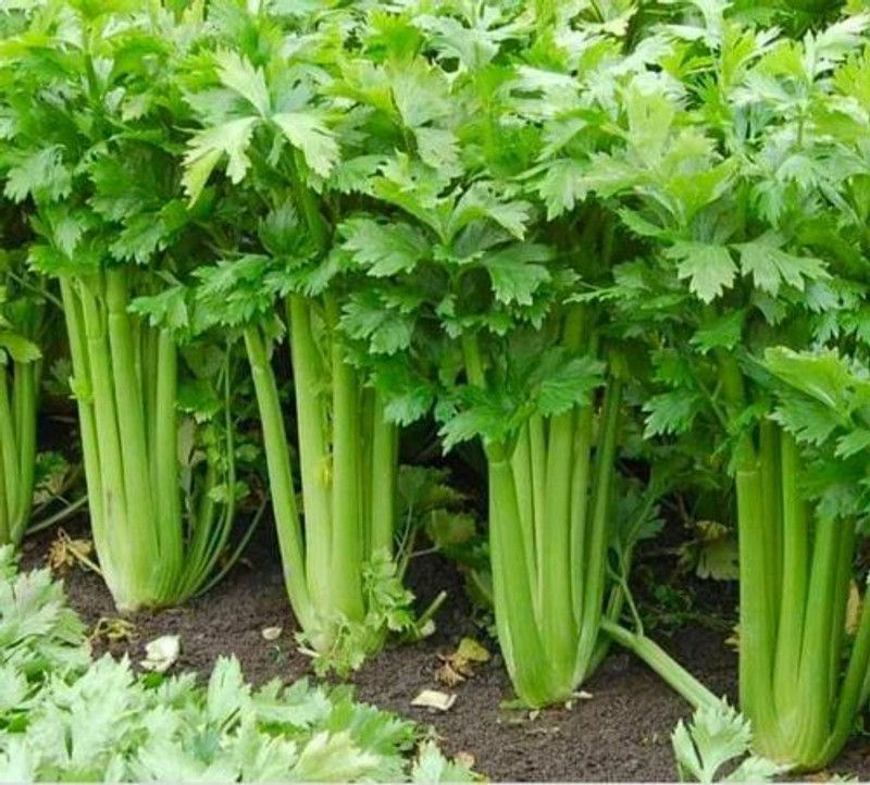 XOLDA Organic Celery Seed  (21 per packet)