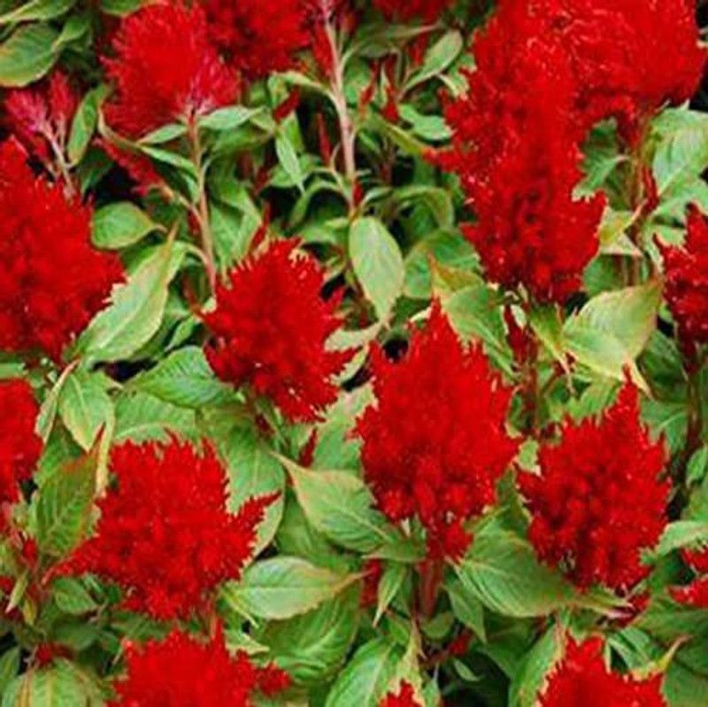 CYBEXIS Celosia Plumosa Red (Hybrid) Seeds Seed  (50 per packet)