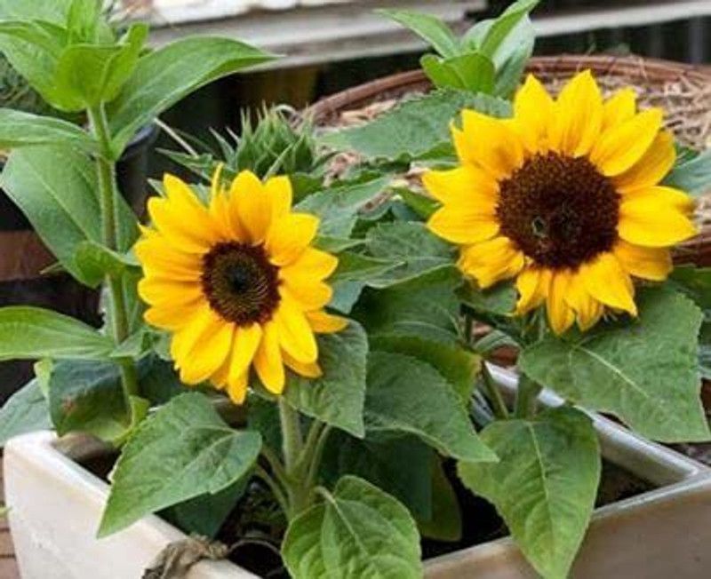 KANAYA Sunflower Hybrid Flower Seed  (50 per packet)