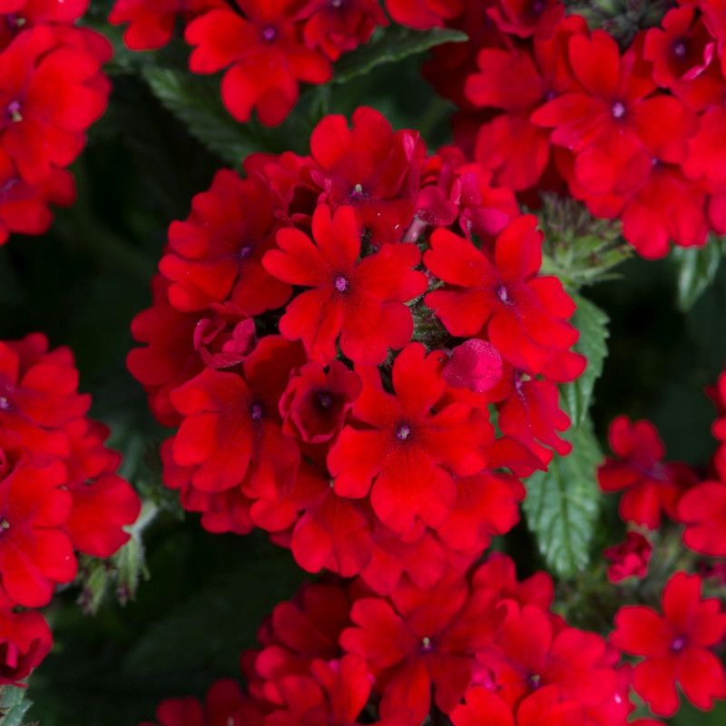 pb mandira plant Verbena Plant  (Hybrid, Pack of 1)