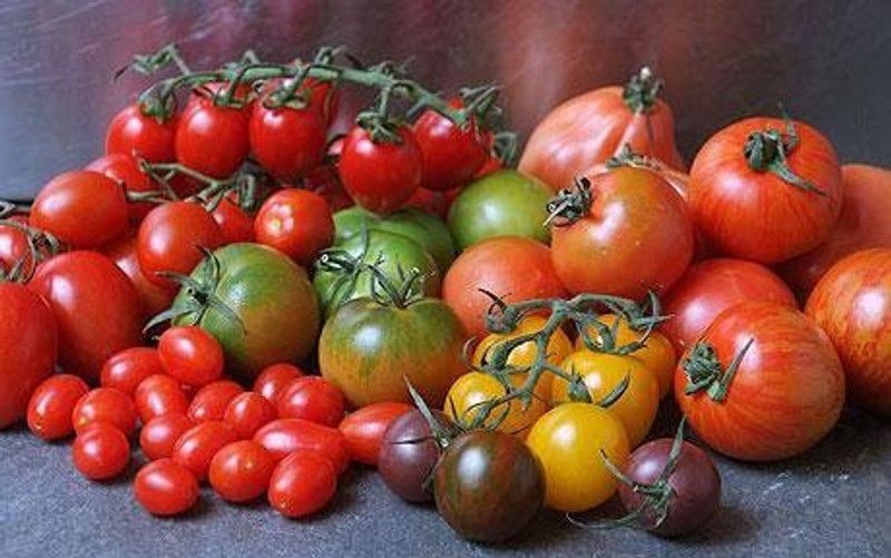 VibeX VXI-73-Mixed Collection of Tomatoes (9 packets)- Round, Long, Cherry, Heirloom Mixed Combo Seed  (315 per packet)