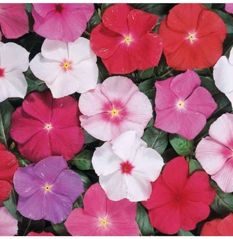 Paudha Vinca Flower Seed  (41 per packet)