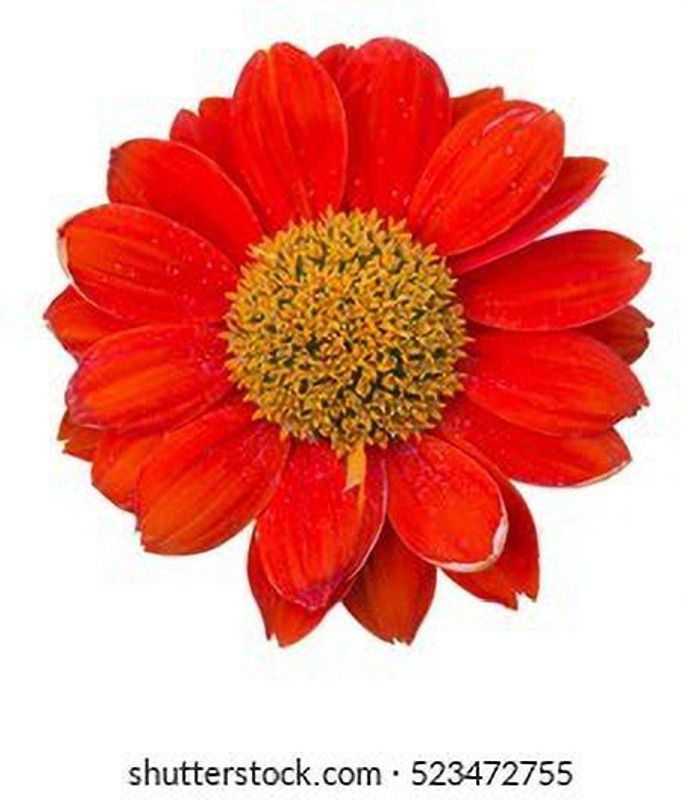 Mozette Exotic marigold red Seed  (39 per packet)