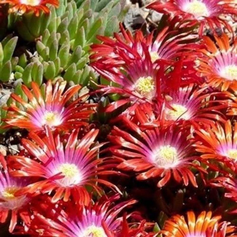 CYBEXIS Ice Plant Bright Red Flower Seeds (Dorotheanthus Bellidiformis) Seed  (50 per packet)