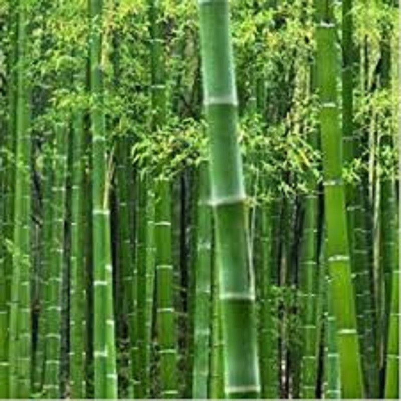 Sjeme BAMBOO Seed  (90 per packet)
