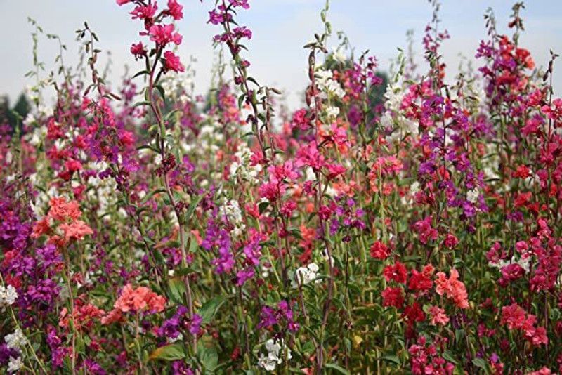 Mozette Clarkia elegans double mix Seed  (42 per packet)