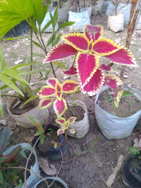 MAITRA AND SONS Coleus Plant  (Pack of 1)
