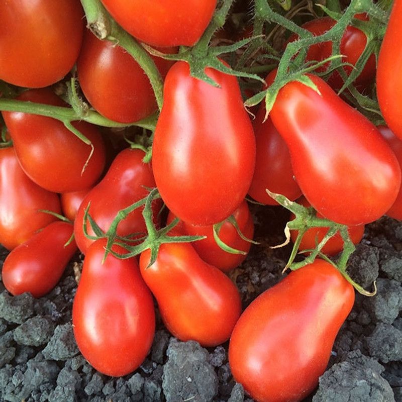 Mozette Organic Roma tomato Seed  (38 per packet)