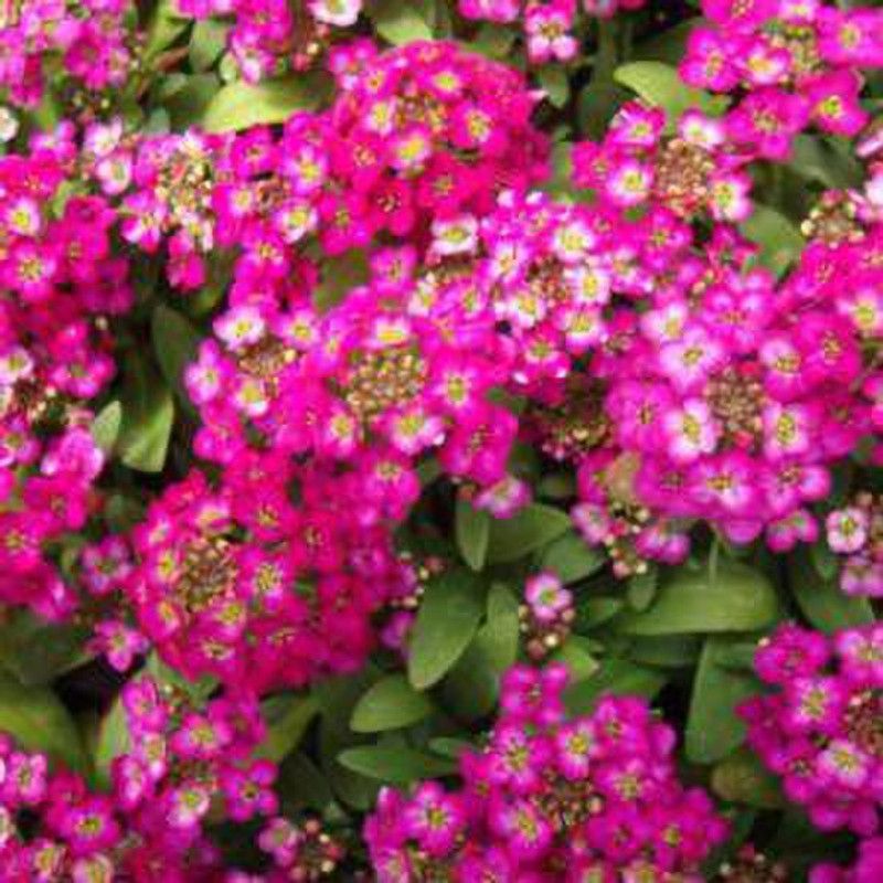 Mozette Alyssum Rose Seed  (32 per packet)