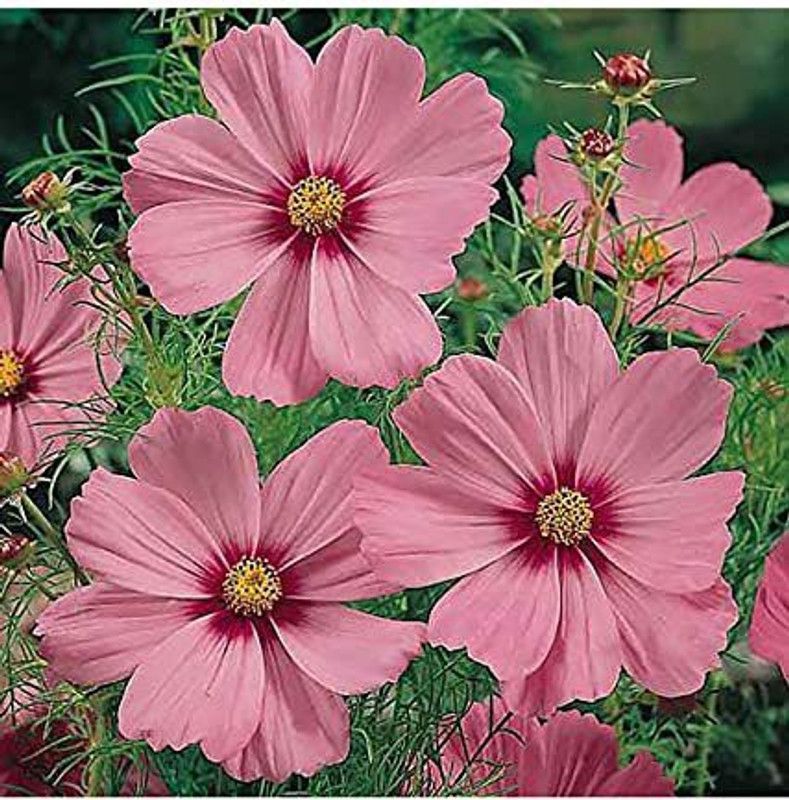 KANAYA Cosmos Orange Seeds Seed  (65 per packet)