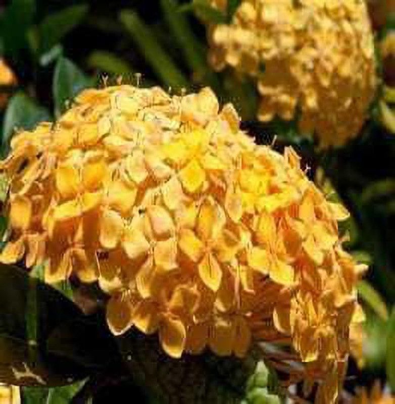 MARINE TREE Ixora Plant  (Hybrid, Pack of 1)