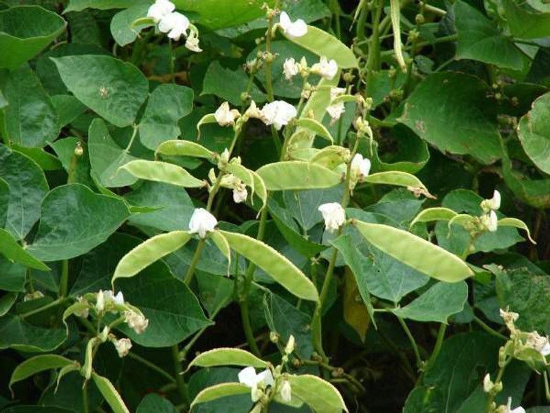 Paudha Dolichos Seed  (70 per packet)
