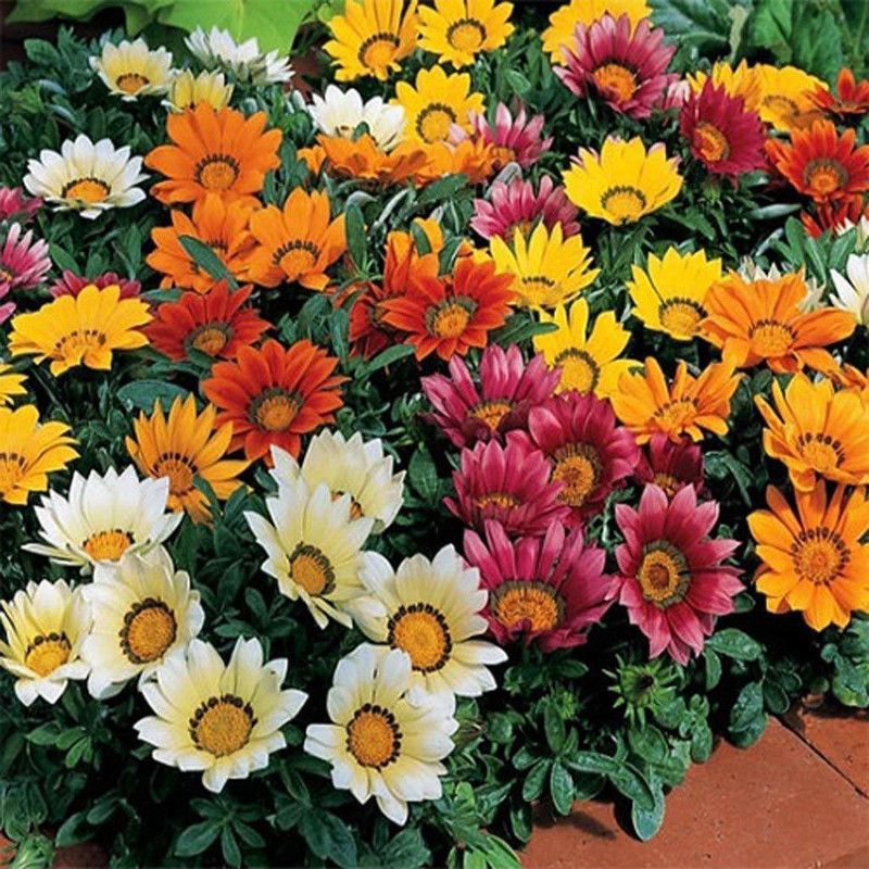 XOLDA Gazania Seed  (20 per packet)