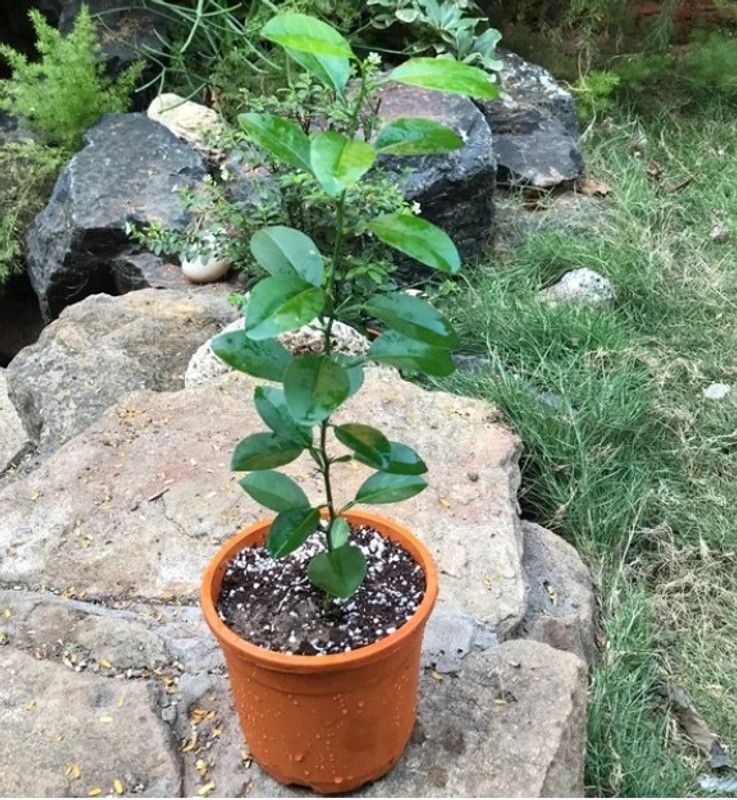 Fair Nursery Plant Lemon Plant  (Hybrid, Pack of 1)