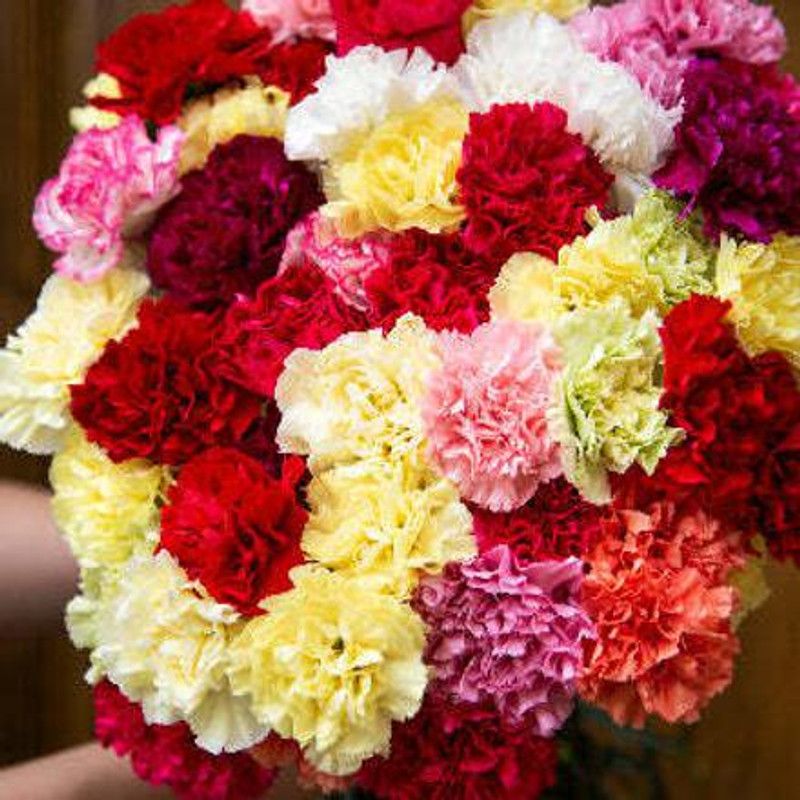 XOLDA Exotic carnation Seed  (37 per packet)