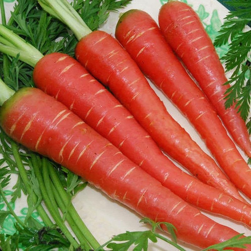 KANAYA Gajar Seed  (15 per packet)