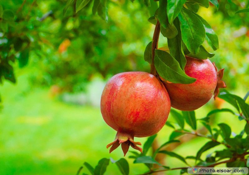 Nodoc Pomegranate Anaar Seed  (31 per packet)