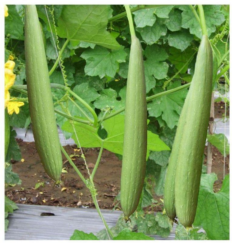UGRA sponge Gourd Seed  (150 per packet)