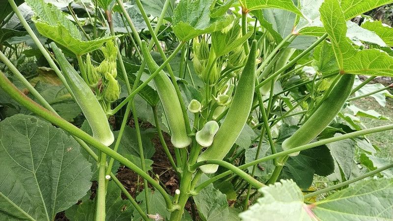 XOLDA Bhendi Seed  (33 per packet)
