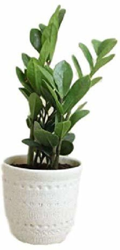 Indian Flora ZZ Plant  (Pack of 1)