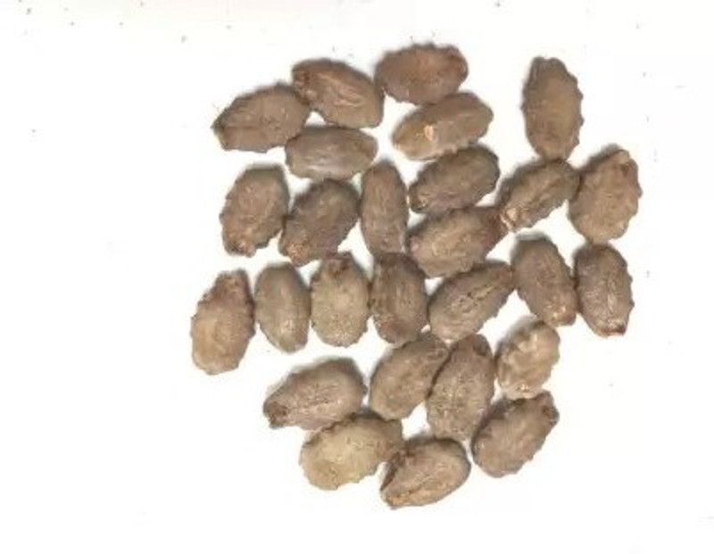 Chalisa Snake Gourd Seed  (12 per packet)