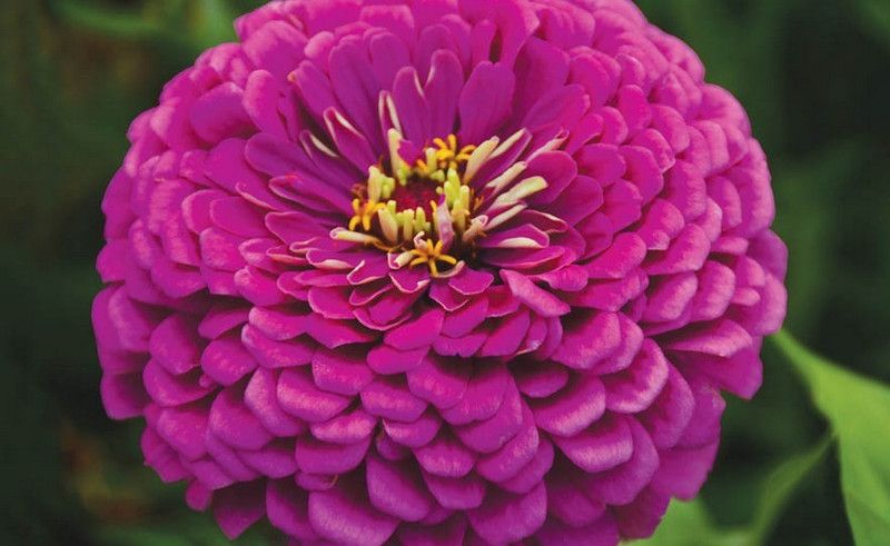 Paudha Zinnia Purple Seed  (16 per packet)