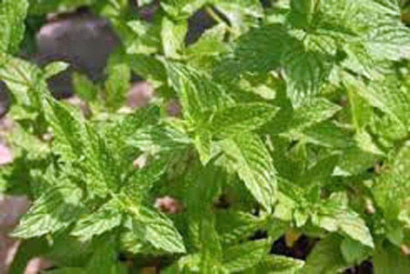 VibeX LXI-22 - Peppermint HERB - (450 Seeds) Seed  (450 per packet)