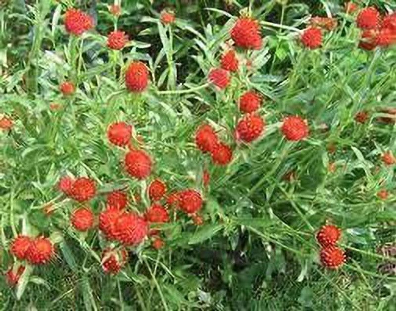 KANAYA Gomphrena Flower Seed  (33 per packet)