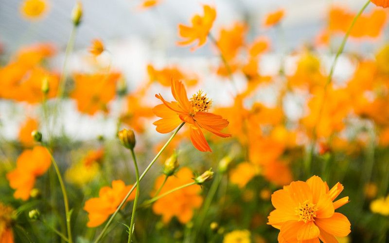 Paudha Cosmos Orange Seed  (25 per packet)
