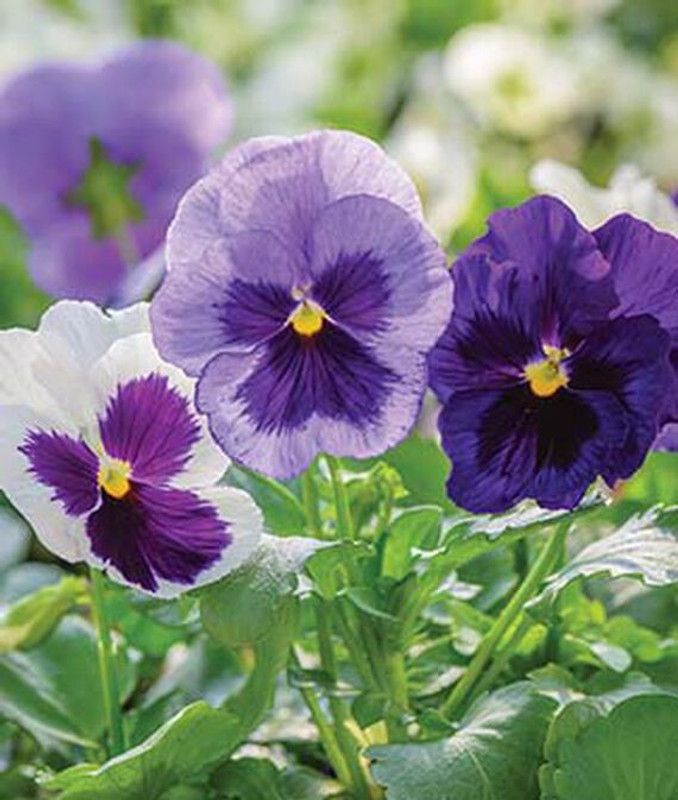 VibeX Pansy Seed  (50 per packet)