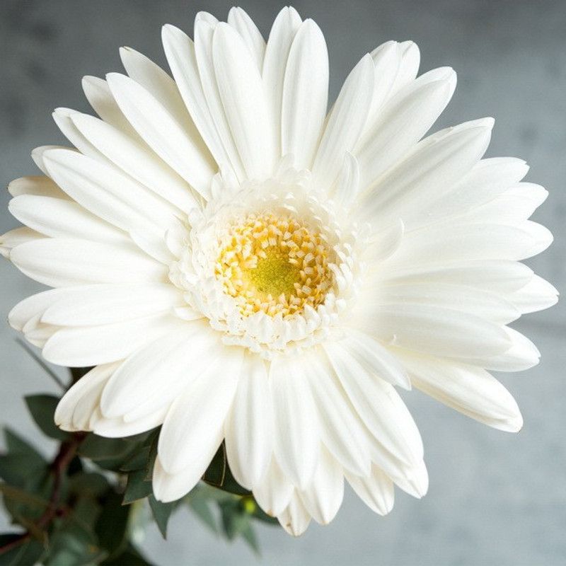 Mozette Exotic daisy white Seed  (15 per packet)